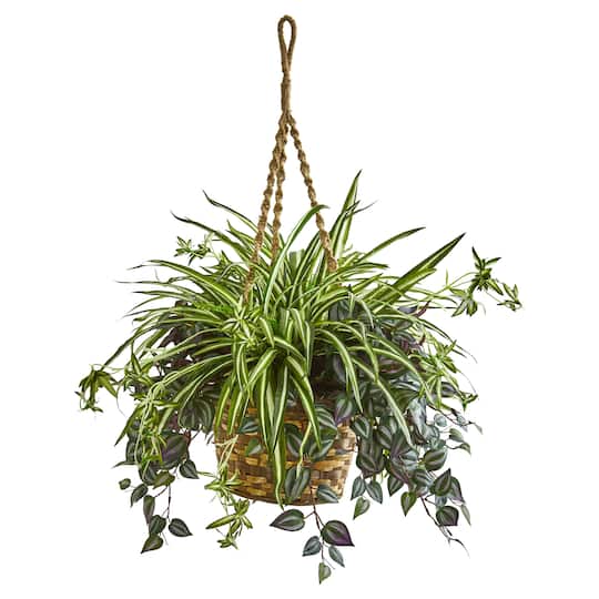 2.5ft. Inchplant & Spider Plant in Hanging Basket